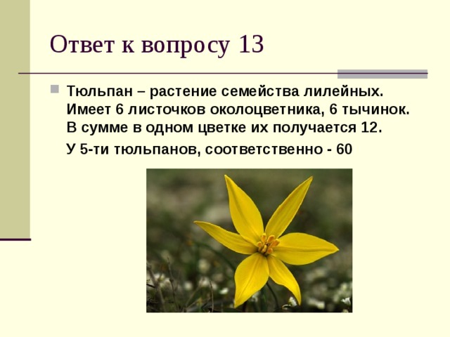 Тюльпан – растение семейства лилейных. Имеет 6 листочков околоцветника, 6 тычинок. В сумме в одном цветке их получается 12.