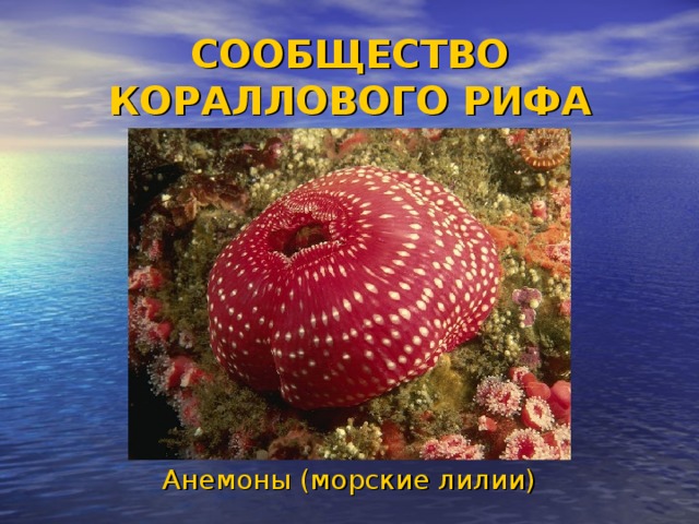 СООБЩЕСТВО КОРАЛЛОВОГО РИФА Анемоны (морские лилии)