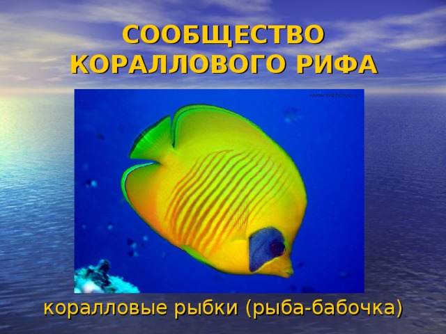 СООБЩЕСТВО КОРАЛЛОВОГО РИФА коралловые рыбки (рыба-бабочка)