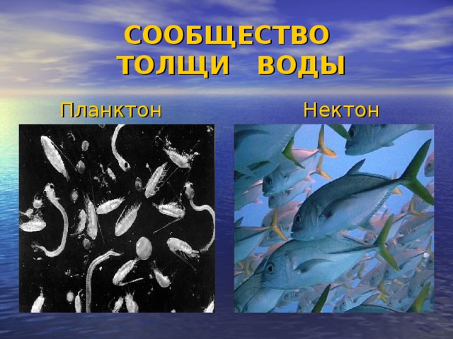 СООБЩЕСТВО  ТОЛЩИ ВОДЫ  Планктон Нектон