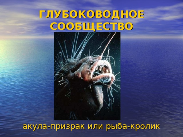 ГЛУБОКОВОДНОЕ СООБЩЕСТВО акула-призрак или рыба-кролик