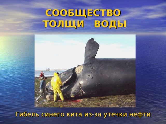 СООБЩЕСТВО  ТОЛЩИ ВОДЫ Гибель синего кита из-за утечки нефти