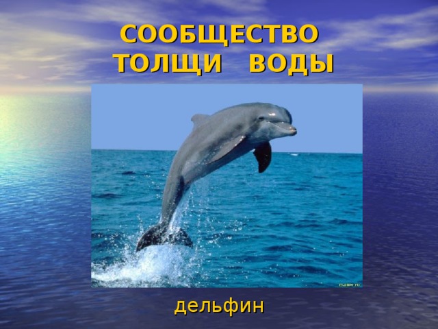 СООБЩЕСТВО  ТОЛЩИ ВОДЫ дельфин