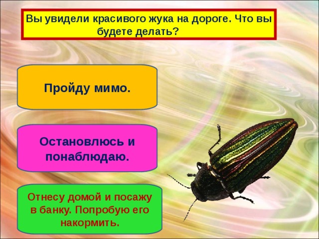 Вы  увидели красивого жука на дороге. Что вы  будете делать? Пройду мимо. Остановлюсь и понаблюдаю. Отнесу домой и посажу в банку. Попробую его накормить.