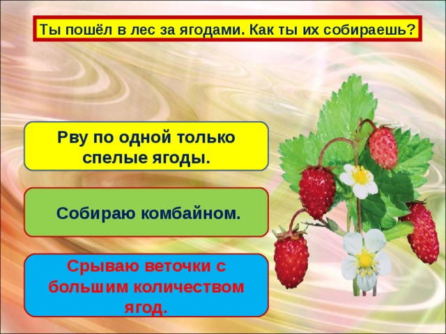 Ты пошёл в лес за ягодами. Как ты их собираешь? Рву по одной только спелые ягоды.  Собираю комбайном. Срываю веточки с большим количеством ягод.