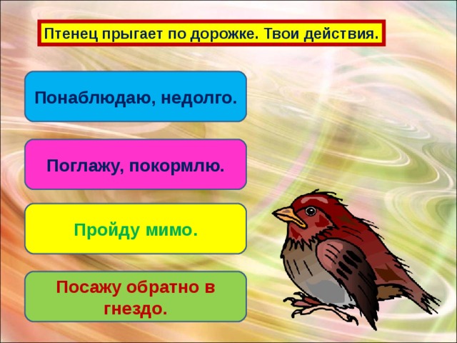 Птенец прыгает по дорожке. Твои действия. Понаблюдаю, недолго. Поглажу, покормлю. Пройду мимо. Посажу обратно в гнездо.