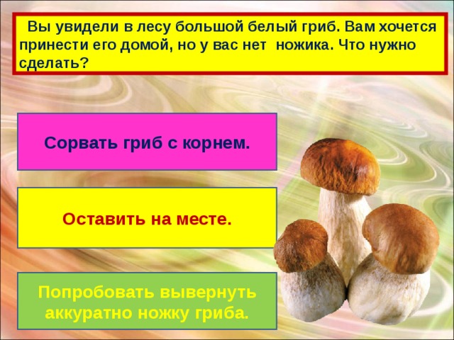 Вы увидели в лесу большой белый гриб. Вам хочется принести его домой, но у вас нет ножика. Что нужно сделать? Сорвать гриб с корнем. Оставить на месте. Попробовать вывернуть аккуратно ножку гриба.