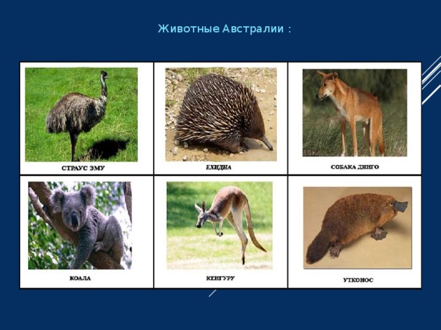 Животные Австралии :