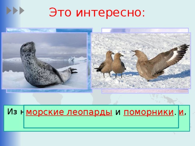 Это интересно: морские леопарды и поморники . Из наземных животных обитают тюлени , императорские пингвины ,