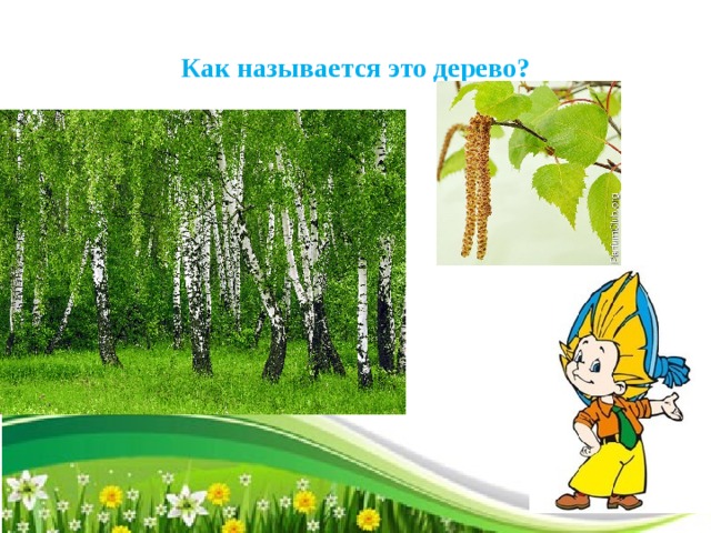 Как называется это дерево?