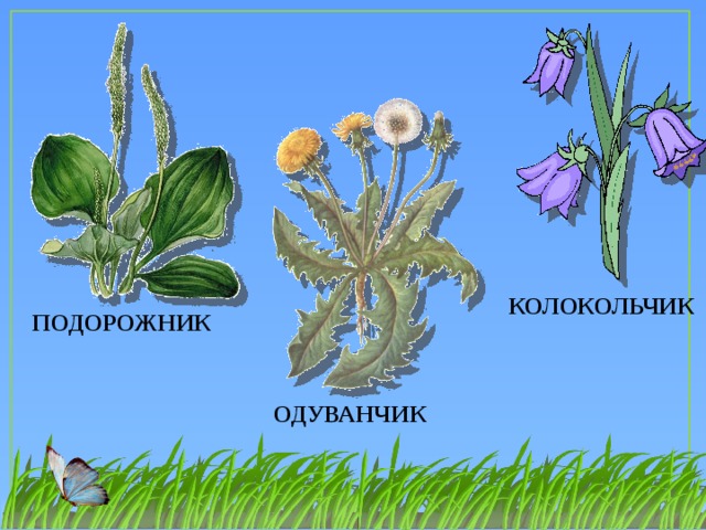 КОЛОКОЛЬЧИК ПОДОРОЖНИК ОДУВАНЧИК