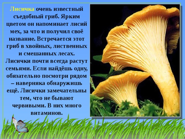 Лисичка очень известный съедобный гриб. Ярким цветом он напоминает лисий мех, за что и получил своё название. Встречается этот гриб в хвойных, лиственных и смешанных лесах. Лисички почти всегда растут семьями. Если найдёшь одну, обязательно посмотри рядом – наверняка обнаружишь ещё. Лисички замечательны тем, что не бывают червивыми. В них много витаминов.