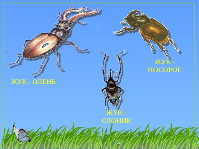 ЖУК - НОСОРОГ ЖУК - ОЛЕНЬ ЖУК - СЛОНИК