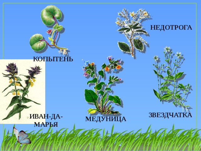 НЕДОТРОГА КОПЫТЕНЬ ЗВЕЗДЧАТКА ИВАН-ДА-МАРЬЯ МЕДУНИЦА