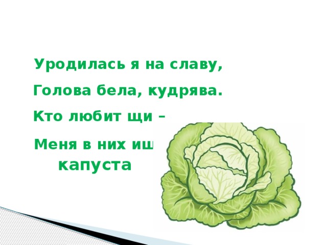 Уродилась я на славу,  Голова бела, кудрява.  Кто любит щи –  Меня в них ищи.  капуста