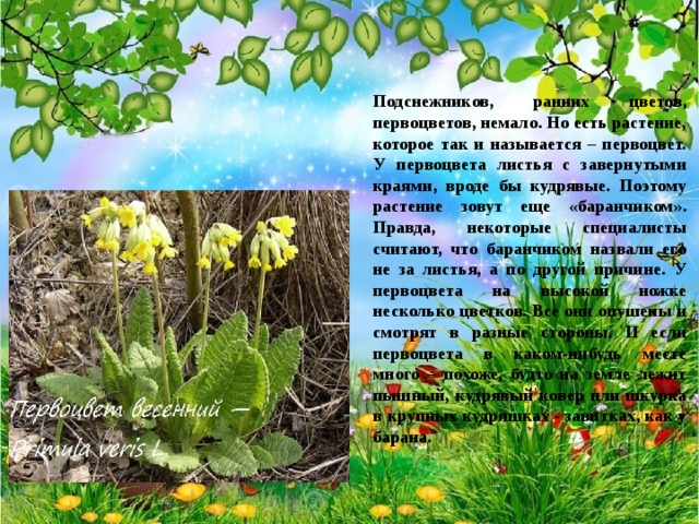 Подснежников, ранних цветов, первоцветов, немало. Но есть растение, которое так и называется – первоцвет. У первоцвета листья с завернутыми краями, вроде бы кудрявые. Поэтому растение зовут еще «баранчиком». Правда, некоторые специалисты считают, что баранчиком назвали его не за листья, а по другой причине. У первоцвета на высокой ножке несколько цветков. Все они опушены и смотрят в разные стороны. И если первоцвета в каком-нибудь месте много – похоже, будто на земле лежит пышный, кудрявый ковер или шкурка в крупных кудряшках - завитках, как у барана.