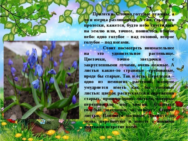 Ну а если первоцветов бывает много. это просто чудо из чудес. Особенно заросли  Пролески. Словно голубые лужицы, а то и озерца разливаются. А там, где много пролески, кажется, будто небо спустилось на землю или, точнее, появилось второе небо: одно голубое – над головой, второе голубое – под ногами.  Стоит посмотреть внимательнее на это удивительное растеньице. Цветочки, точно звездочки с закругленными лучами, очень нежные. А листья какие-то странные -грубоватые, вроде бы старые. Так и есть. Перелеска – одно из немногих растений, которое умудряется иметь как бы сменные листья: цветок распускается в окружении старых, прошлогодних листьев, которые перезимовали под снегом. Отцветут голубые звездочки, и отомрут старые листья. Появятся молодые. Доживут до зимы, перезимуют и вместе с новыми цветками встретят весну.