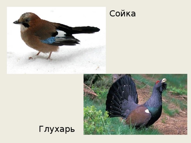 Сойка Глухарь