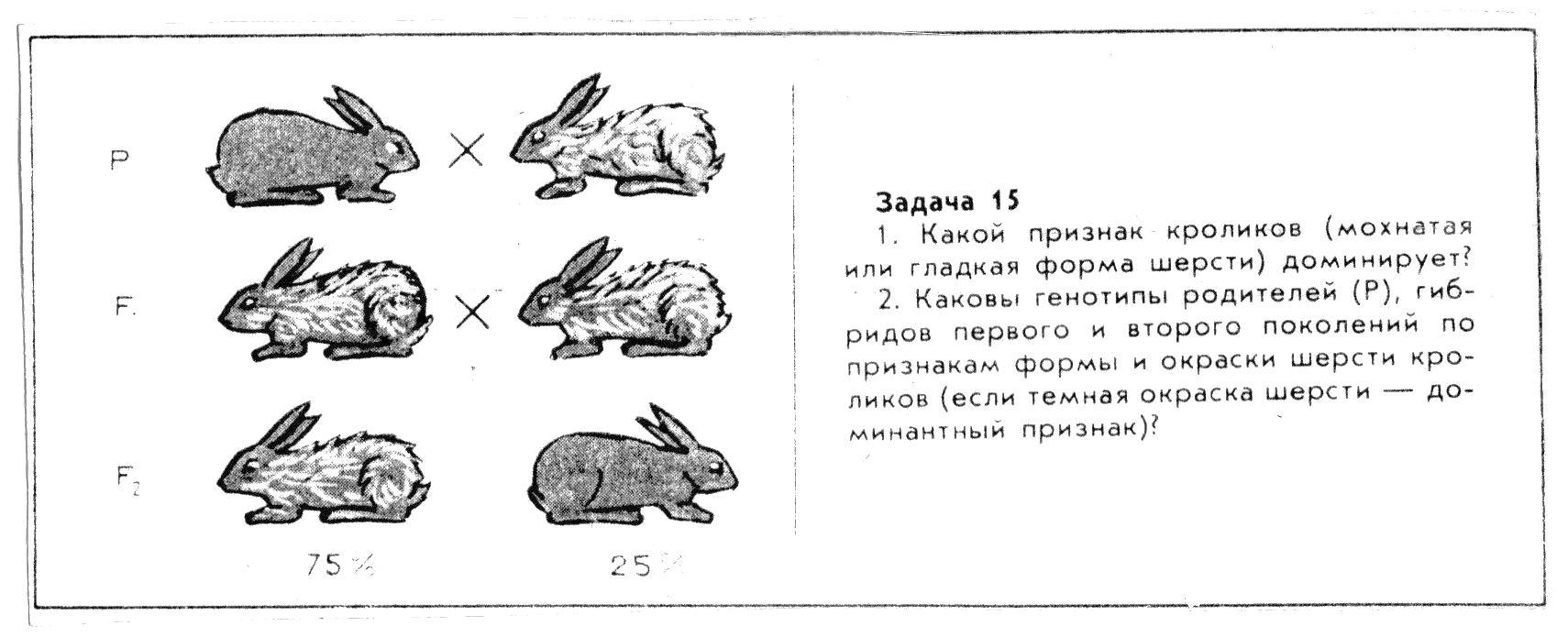 Селекционер скрестил самку чистой линии мыши черного. Генетические задачи про кроликов по биологии 9 класс. Задания про кроликов. Задание с кроликом по биологии. Задачи про кроликов для детей.