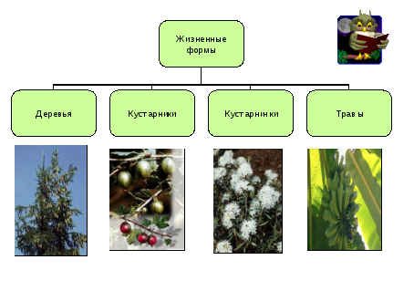 Технологическая карта дикорастущие и культурные растения