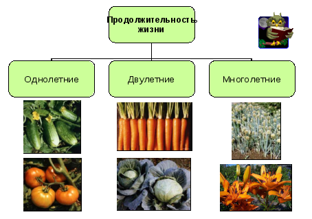 Технологическая карта дикорастущие и культурные растения