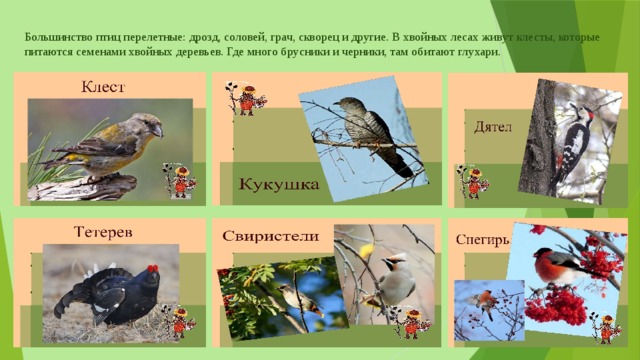 Большинство птиц перелетные: дрозд, соловей, грач, скворец и другие. В хвойных лесах живут клесты, которые питаются семенами хвойных деревьев. Где много брусники и черники, там обитают глухари.