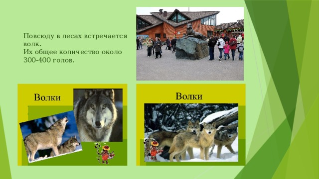 Повсюду в лесах встречается волк.  Их общее количество около  300-400 голов.