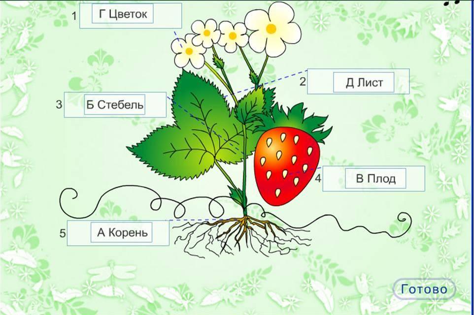 Тема 1.4. Части растения. Части растений задания. Части растений для дошкольников. Иллюстрации с изображением частей растений.