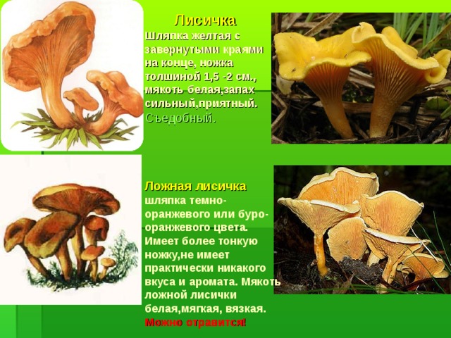 Лисичка Шляпка желтая с завернутыми краями на конце, ножка толшиной 1,5 -2 см., мякоть белая,запах сильный,приятный.  Съедобный.    Ложная лисичка шляпка темно-оранжевого или буро-оранжевого цвета. Имеет более тонкую ножку,не имеет практически никакого вкуса и аромата. Мякоть ложной лисички белая,мягкая, вязкая.  Можно отравится!