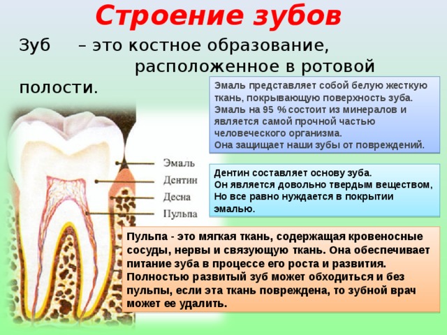 Строение зубов Зуб – это костное образование,  расположенное в ротовой полости. Эмаль представляет собой белую жесткую ткань, покрывающую поверхность зуба. Эмаль на 95 % состоит из минералов и является самой прочной частью человеческого организма. Она защищает наши зубы от повреждений. Дентин составляет основу зуба. Он является довольно твердым веществом, Но все равно нуждается в покрытии эмалью. Пульпа - это мягкая ткань, содержащая кровеносные сосуды, нервы и связующую ткань. Она обеспечивает питание зуба в процессе его роста и развития. Полностью развитый зуб может обходиться и без пульпы, если эта ткань повреждена, то зубной врач может ее удалить.