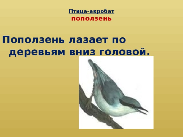 Птица-акробат  поползень Поползень лазает по деревьям вниз головой.