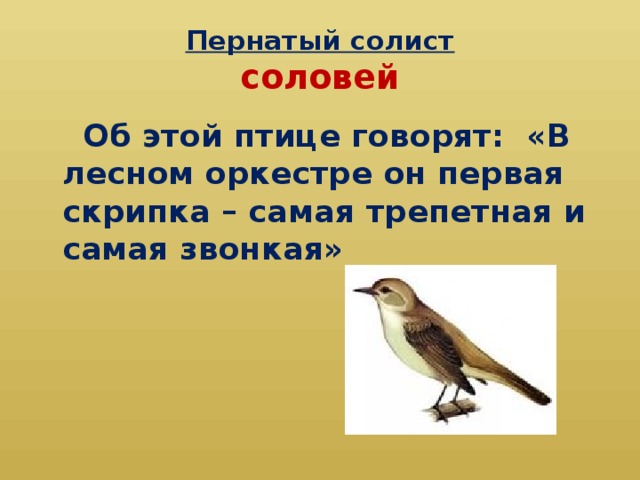 Пернатый солист  соловей  Об этой птице говорят: «В лесном оркестре он первая скрипка – самая трепетная и самая звонкая»