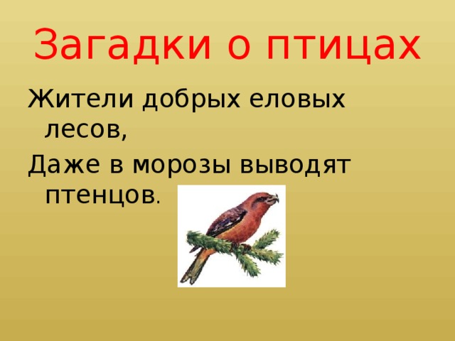 Загадки о птицах Жители добрых еловых лесов, Даже в морозы выводят птенцов .