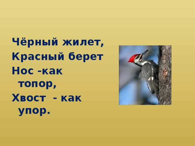 Чёрный жилет, Красный берет Нос -как топор, Хвост - как упор.