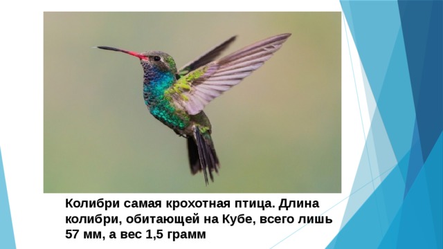 Колибри самая крохотная птица. Длина колибри, обитающей на Кубе, всего лишь 57 мм, а вес 1,5 грамм