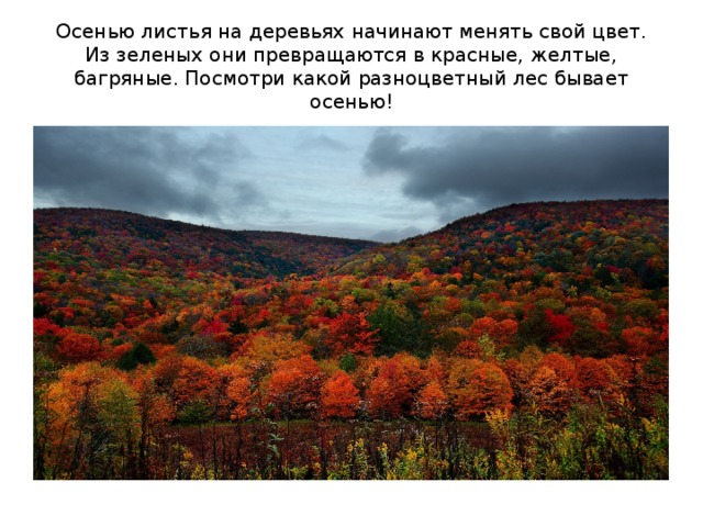Осенью листья на деревьях начинают менять свой цвет. Из зеленых они превращаются в красные, желтые, багряные. Посмотри какой разноцветный лес бывает осенью!