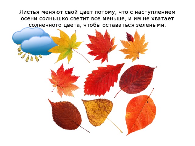 Листья меняют свой цвет потому, что с наступлением осени солнышко светит все меньше, и им не хватает солнечного цвета, чтобы оставаться зелеными.