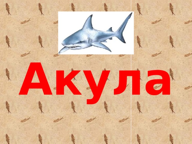 Акула