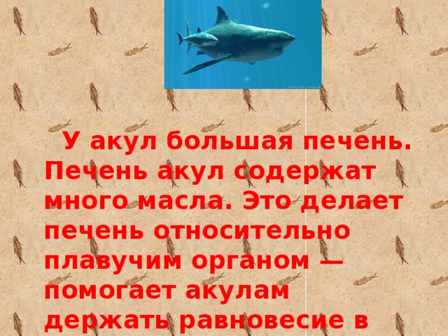 У акул большая печень. Печень акул содержат много масла. Это делает печень относительно плавучим органом — помогает акулам держать равновесие в воде.