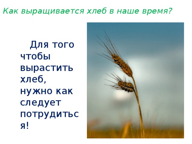 Как выращивается хлеб в наше время?   Для того чтобы вырастить хлеб, нужно как следует потрудиться!