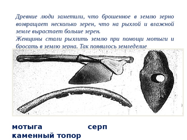 Древние люди заметили, что брошенное в землю зерно возвращает несколько зерен, что на рыхлой и влажной земле вырастает больше зерен. Женщины стали рыхлить землю при помощи мотыги и бросать в землю зерна. Так появилось земледелие .  мотыга серп каменный топор