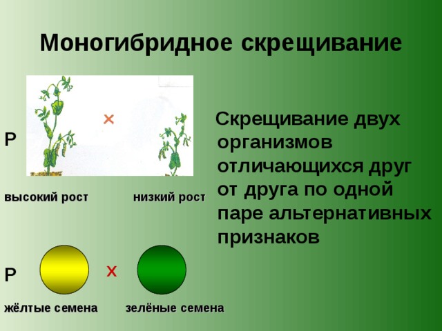 Моногибридное скрещивание  Скрещивание двух организмов отличающихся друг от друга по одной паре альтернативных признаков P высокий рост низкий рост X P жёлтые семена зелёные семена