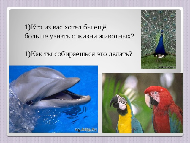 Кто из вас хотел бы ещё больше узнать о жизни животных?  К ак ты собираешься это делать?