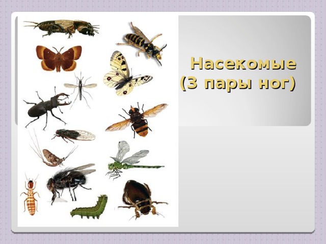 Насекомые  (3 пары ног)