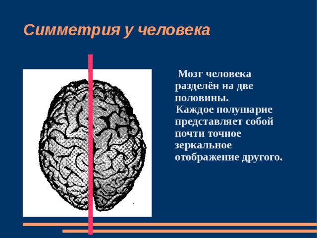 Симметрия у человека   Мозг человека разделён на две половины.  Каждое полушарие представляет собой почти точное зеркальное отображение другого.