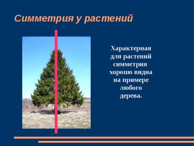 Симметрия у растений  Характерная для растений симметрия хорошо видна на примере любого дерева.