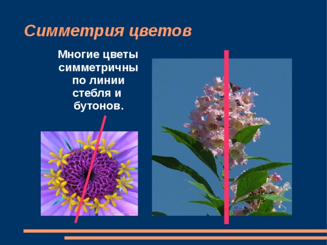 Симметрия цветов   Многие цветы симметричны по линии стебля и бутон ов .