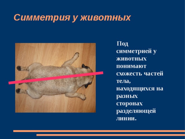 Симметрия у животных  Под симметрией у животных понимают схожесть частей тела, находящихся на разных сторонах разделяющей линии.