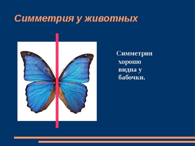 Симметрия у животных  Симметрия хорошо видна у бабочки.