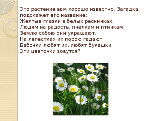 Это растение вам хорошо известно. Загадка подскажет его название:  Желтые глазки в белых ресничках,  Людям на радость, пчёлкам и птичкам.  Землю собою они украшают,  На лепестках их порою гадают  Бабочки любят их, любят букашки  Эти цветочки зовутся?